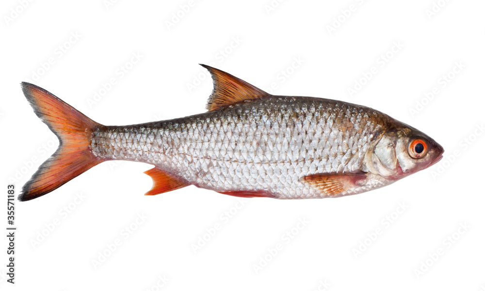 roach roach