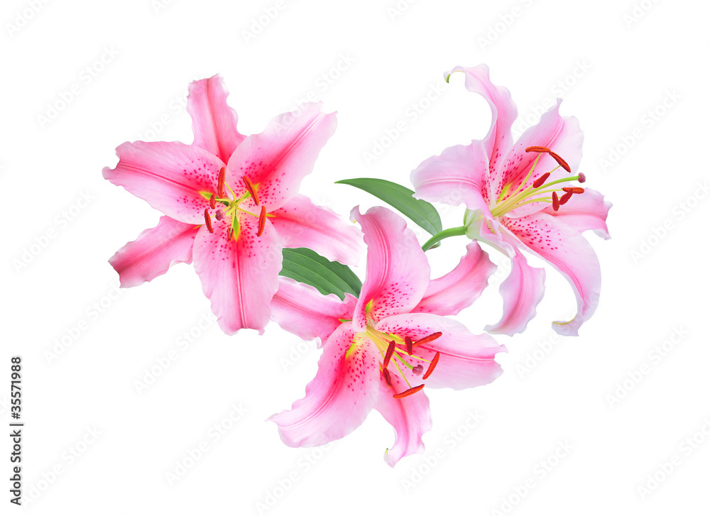 Pink lilies isolated on white background