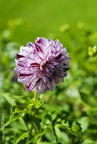 Dahlia Marble Ball photo