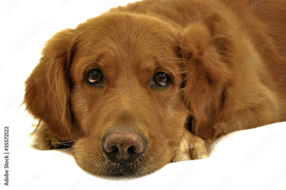 Golden Retriever dog close-up