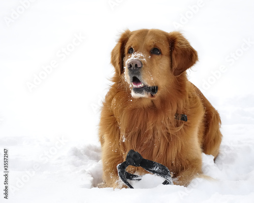 Golden Retriever dog snow close-up