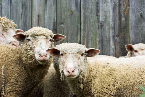 Fototapeta Naklejka Na Ścianę i Meble -  sheep