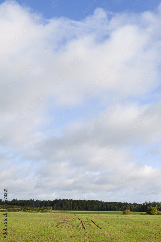 Germination in wheat field.