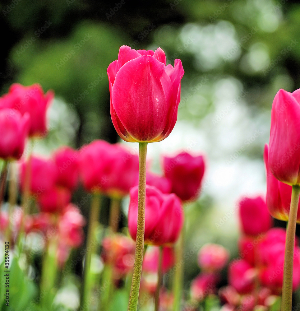 blossoming tulips