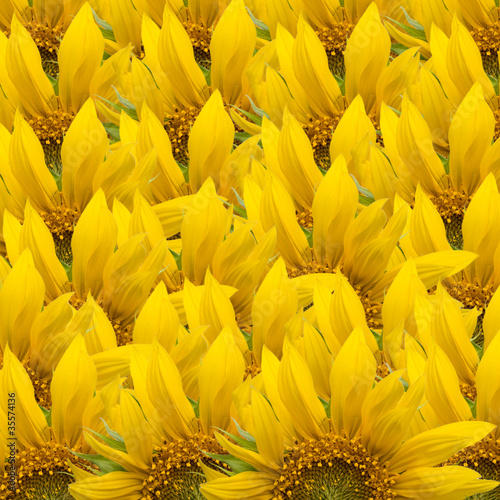 Fototapeta Naklejka Na Ścianę i Meble -  Sunflower background