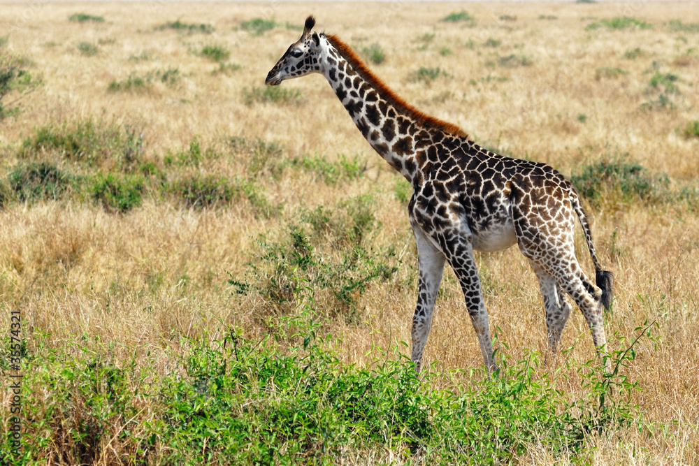 Obraz premium Giraffe foal