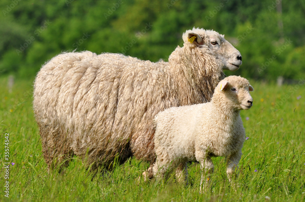 lamb a sheep
