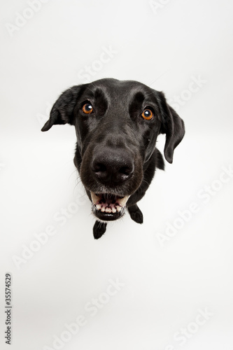 Schwarzer Labrador von oben (Vogelperspektive)