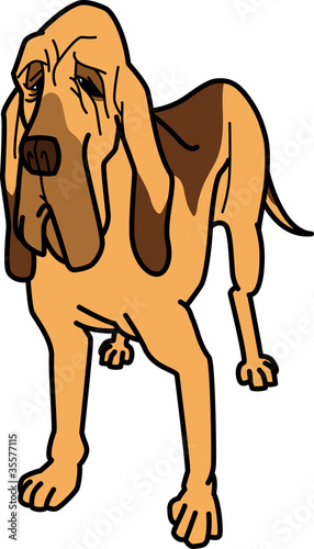 ブラッドハウンド　Bloodhound