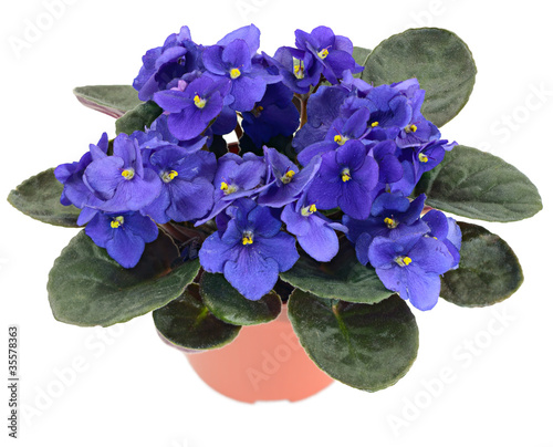 Potted African Violet (Saintpaulia ionantha) photo