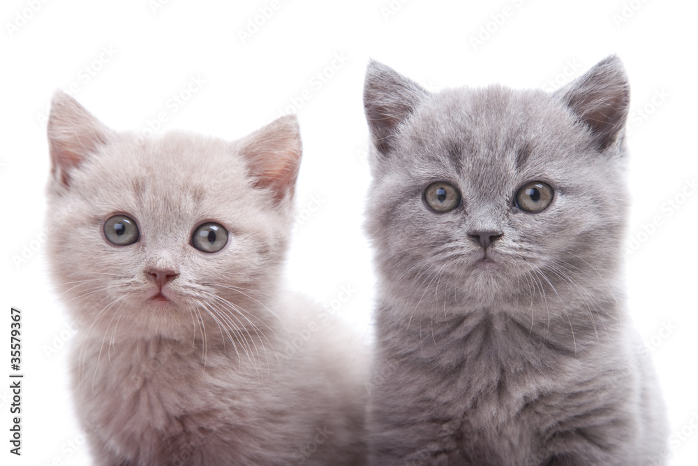 two British kittens