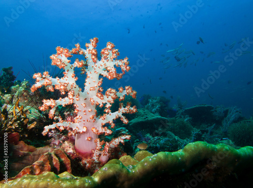 Pink color soft coral under the sea