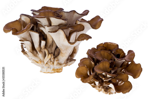 Hen of the Woods Mushroom (Grifola frondosa) photo