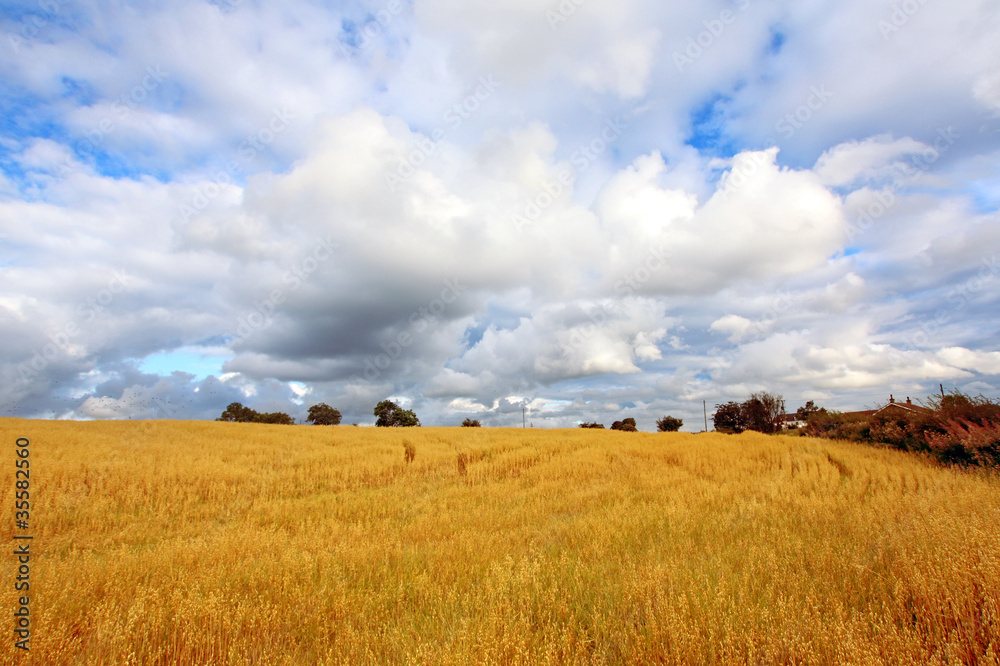 Scenic rural landscape with fields of wheat