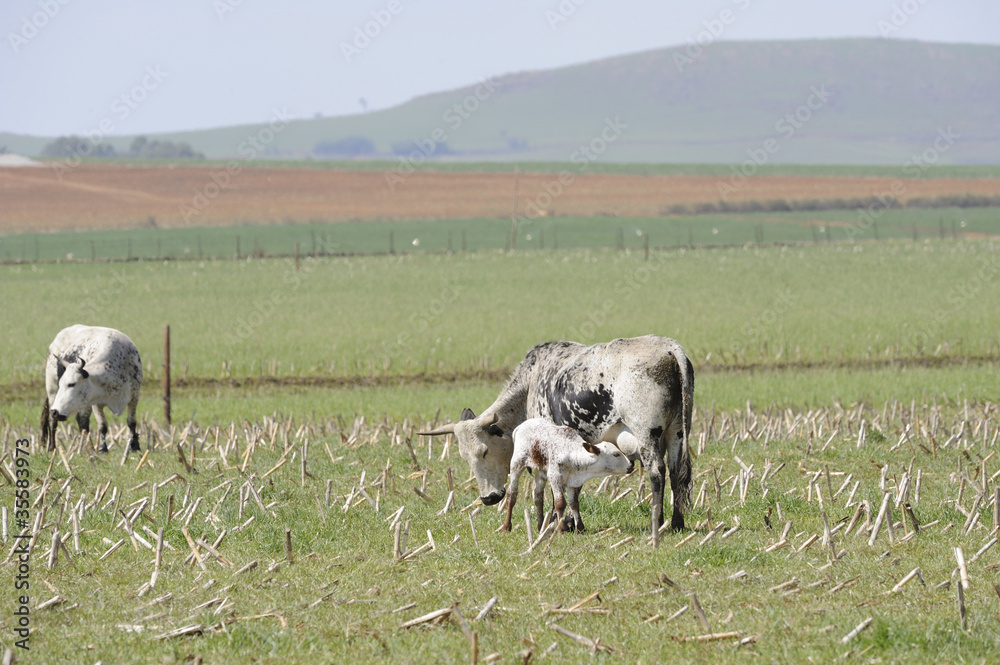Fototapeta premium Nguni cow and calf