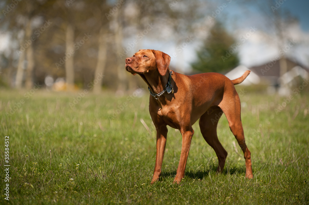 Dog looks alert