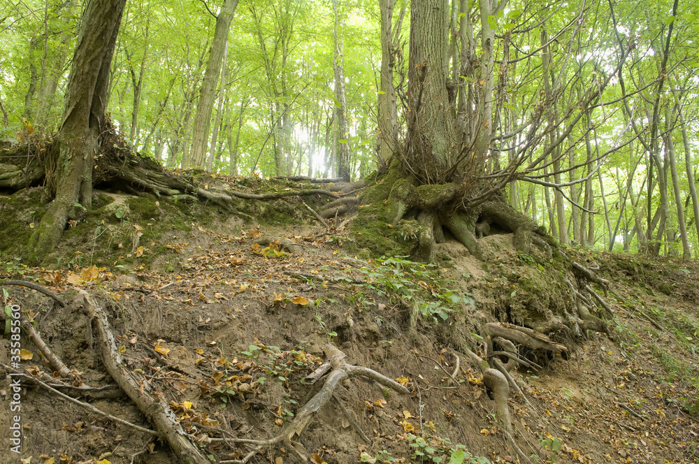 Roots Roots
