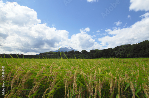 稲穂と岩手山