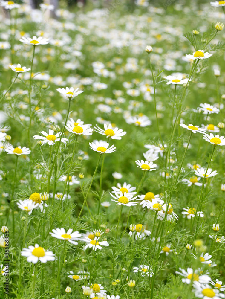 Field of Camomile. Background