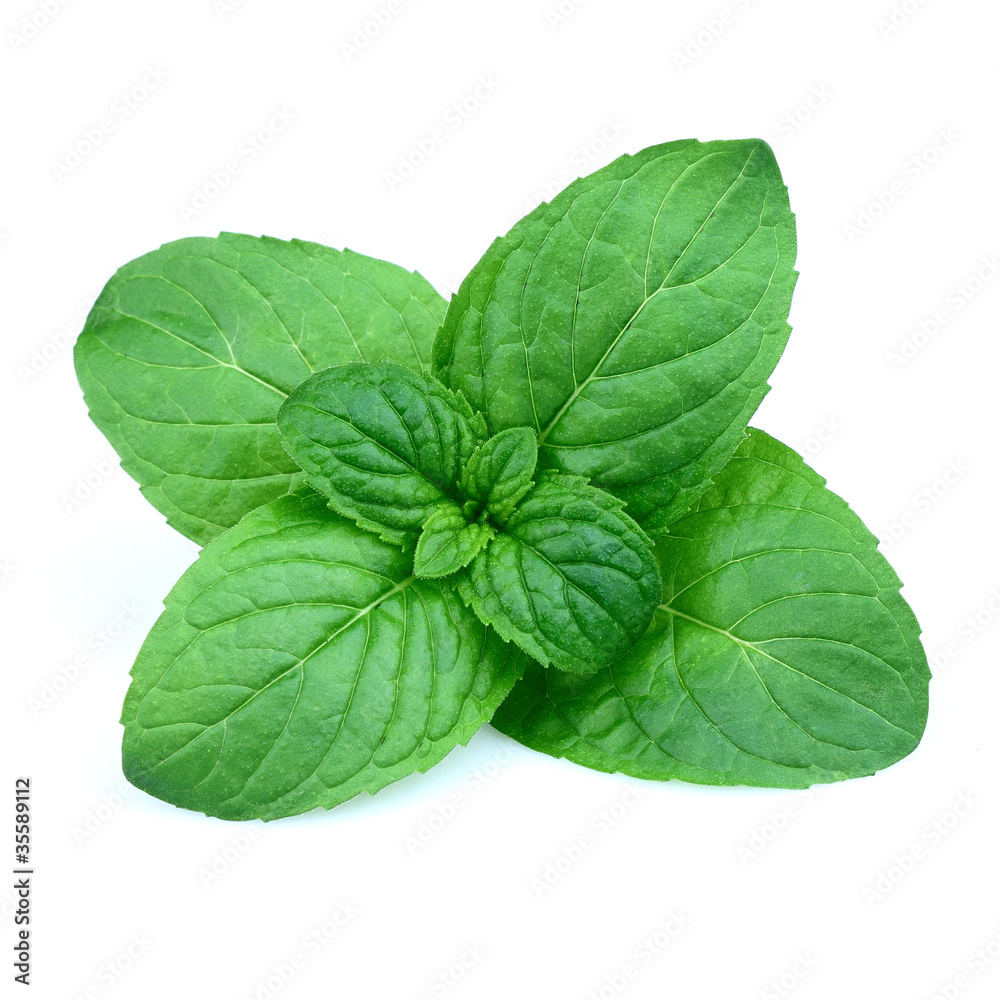 Fresh mint Fresh mint