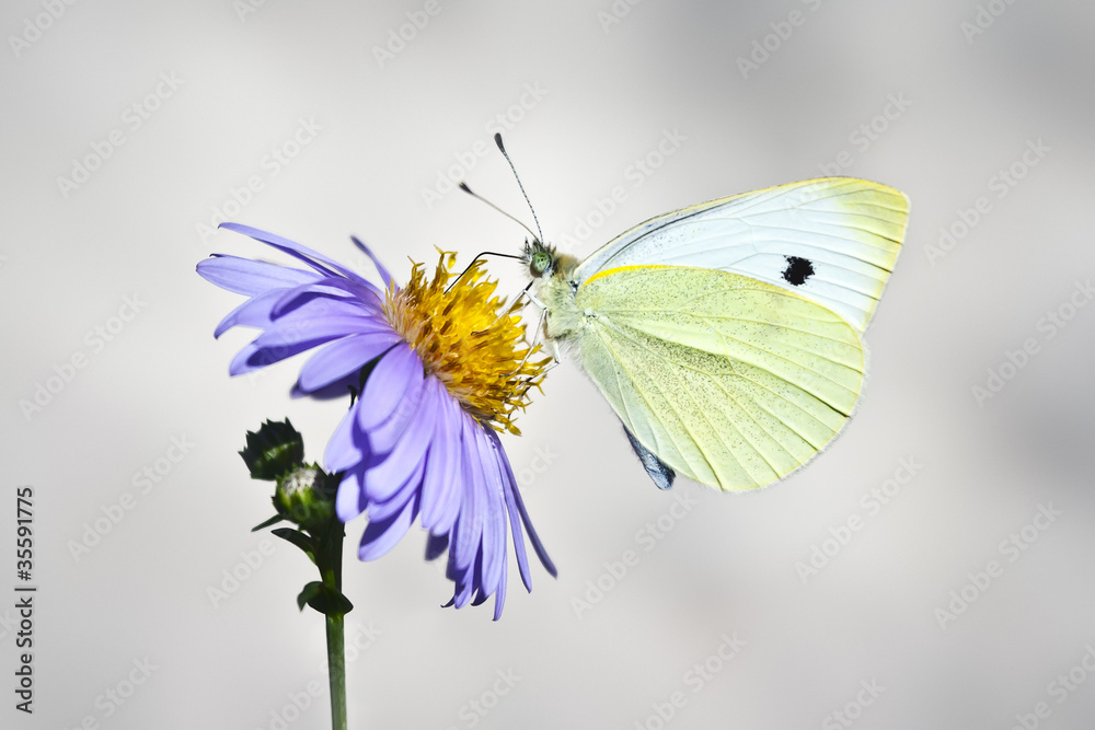 Naklejka premium white butterfly