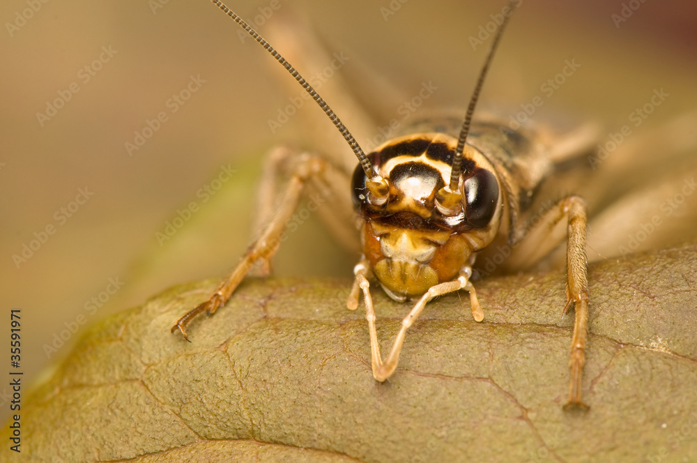 Acheta domesticus