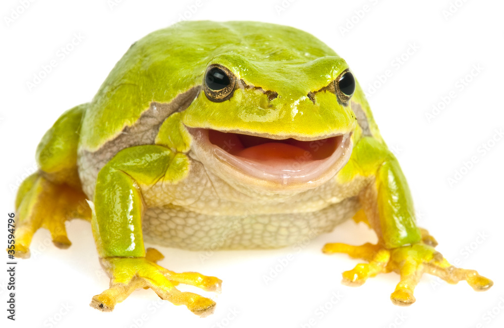 Obraz premium green tree frog isolated on white background