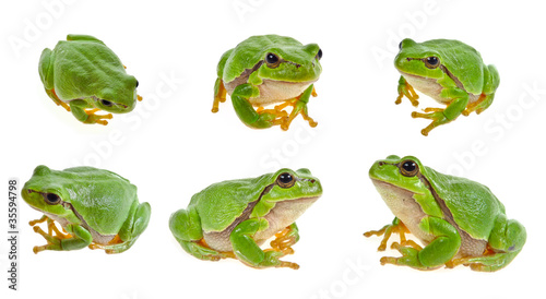 Photographie tree frog isolated on white background