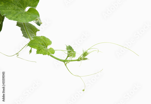 Young green leaves on white wall