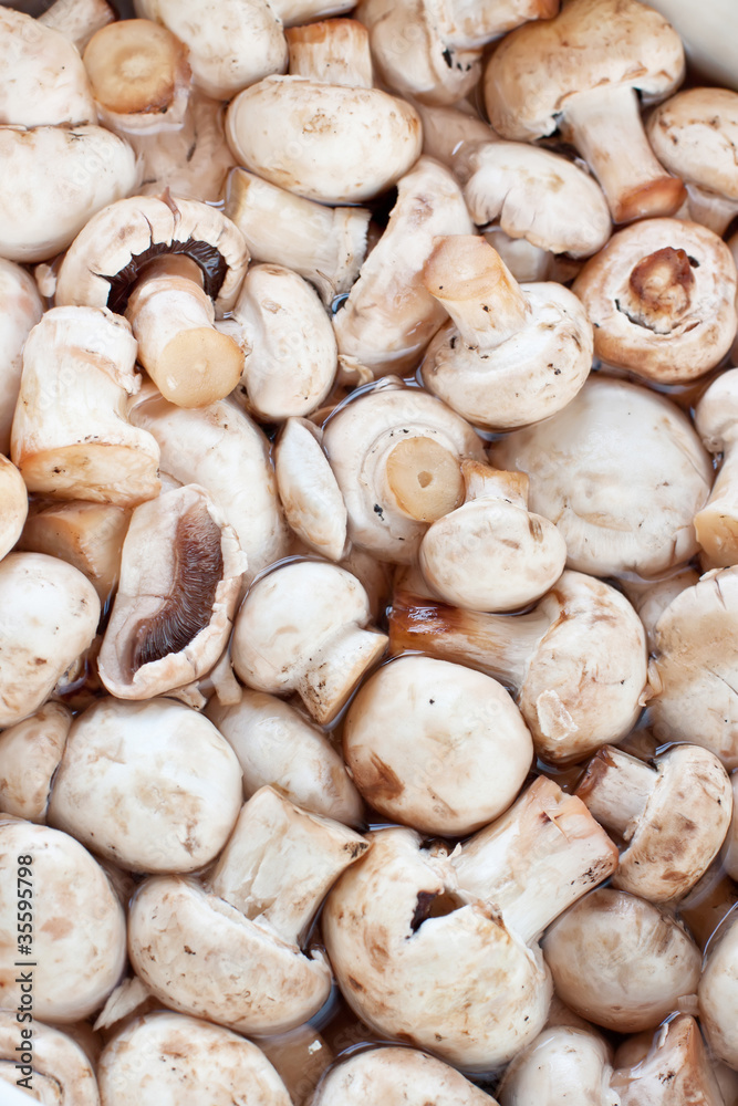 Fresh mushrooms champignon Fresh mushrooms champignon