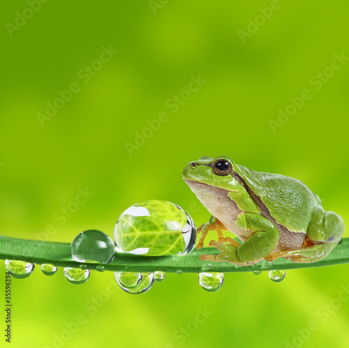 tree frog on leaf with dew drops