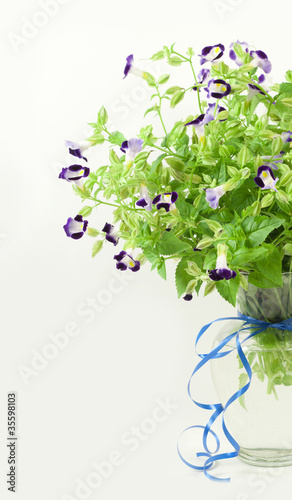 Beautiful bouquet of fresh purple torenias in a vase. photo