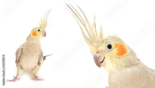 Cockatiel