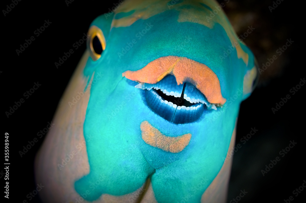 Fototapeta premium Parrotfish looking at camera closeup image vignetted.