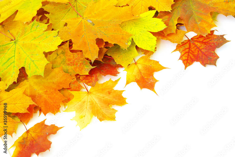 autumn maple leafs autumn maple leafs