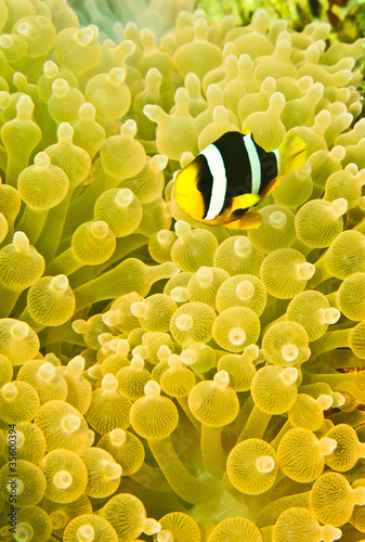 Clark's anemone fish in beautiful yellow anemone