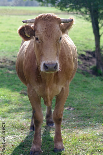 Krowa od frontu portret © nestonik