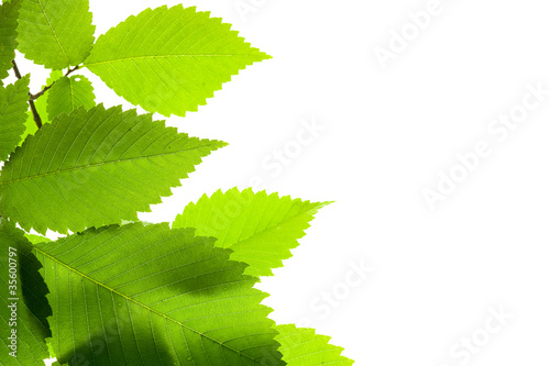 Green leaf photo