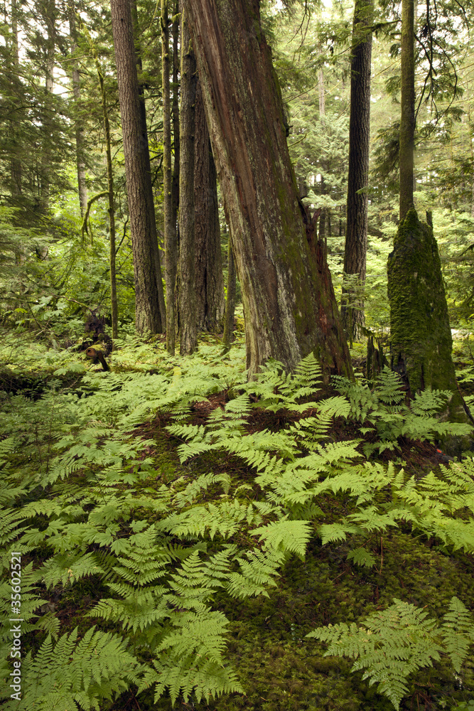 Primeval forest Primeval forest