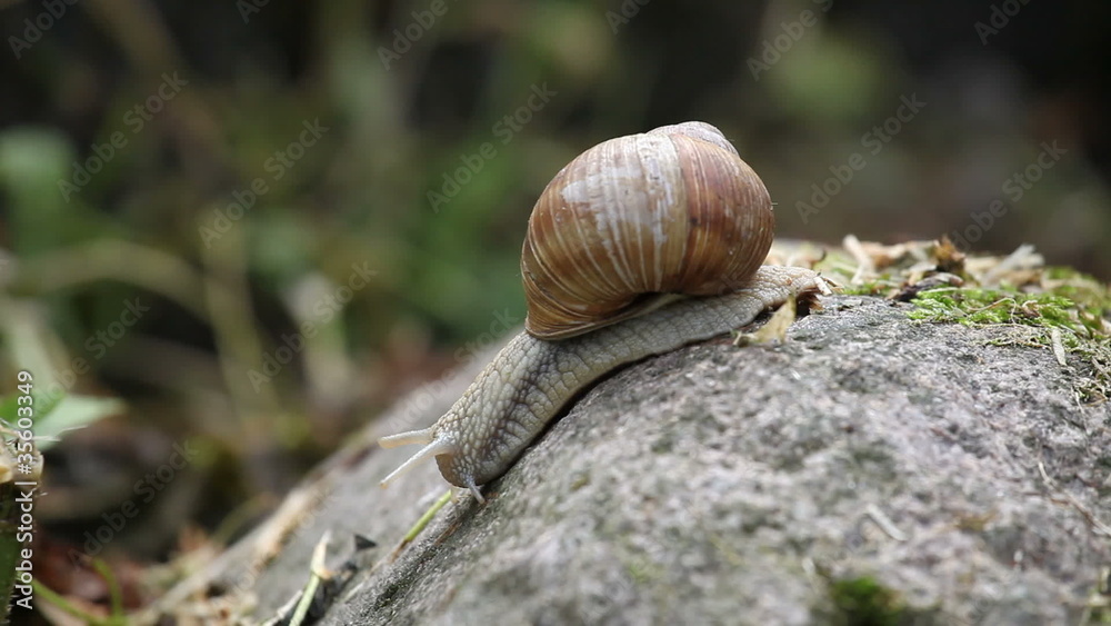 Close up of crawling down snail on grey stone Close up of crawling down snail on grey stone