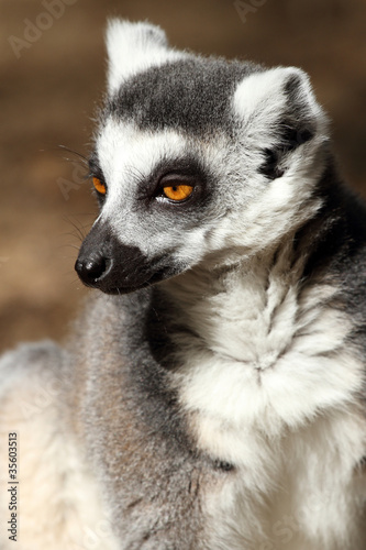 ring-tailed lemur
