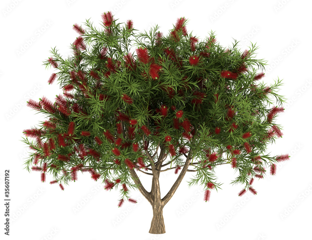 Bottlebrush tree isolated on white background