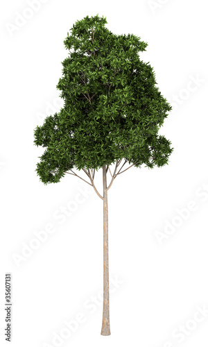 Sugar Gum tree isolated on white background