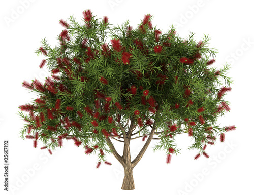 Bottlebrush tree isolated on white background photo