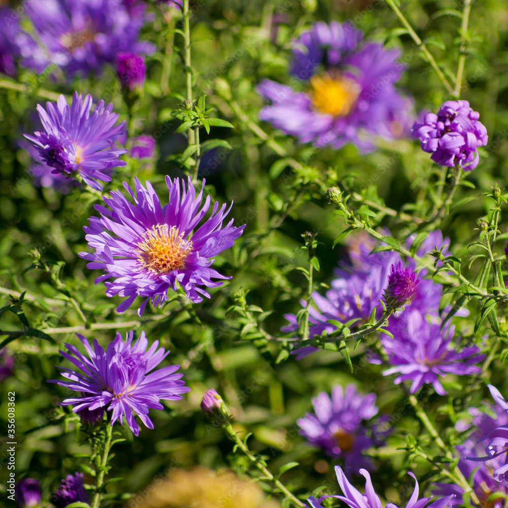 purple chrysanthemum purple chrysanthemum