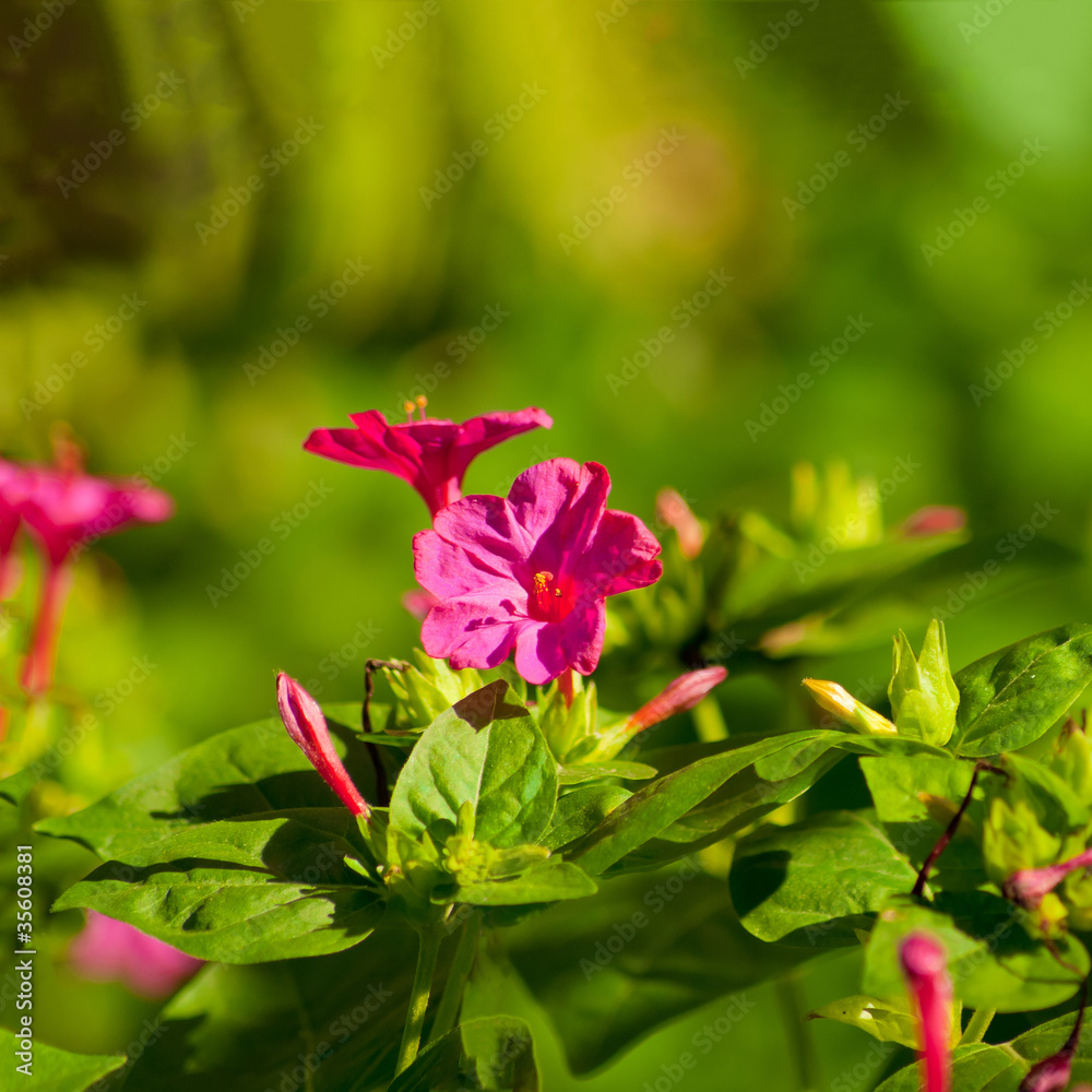 Fototapeta premium A beautiful flowerbed with pink flowers