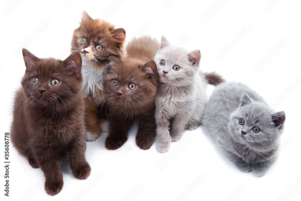 Five cute brititsh kittens
