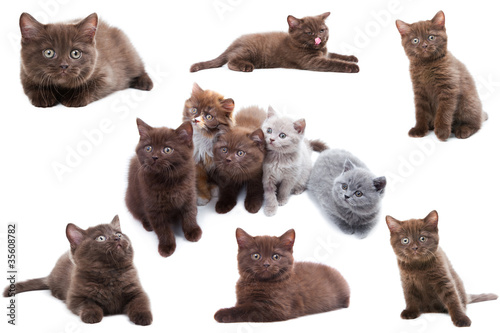 Cat collection isolated on white background