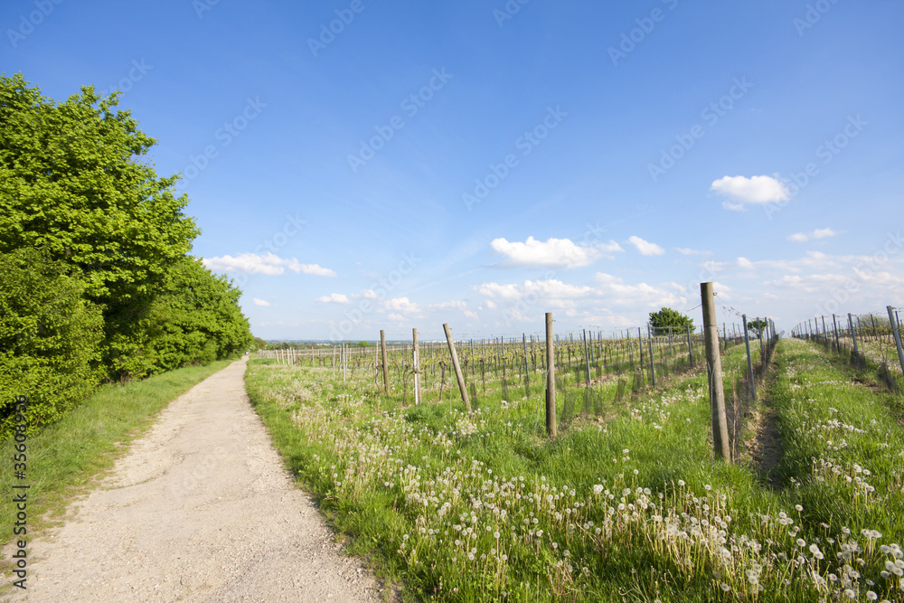 Spazierweg in der Weingegend Wien Stammersdorf Spazierweg in der Weingegend Wien Stammersdorf