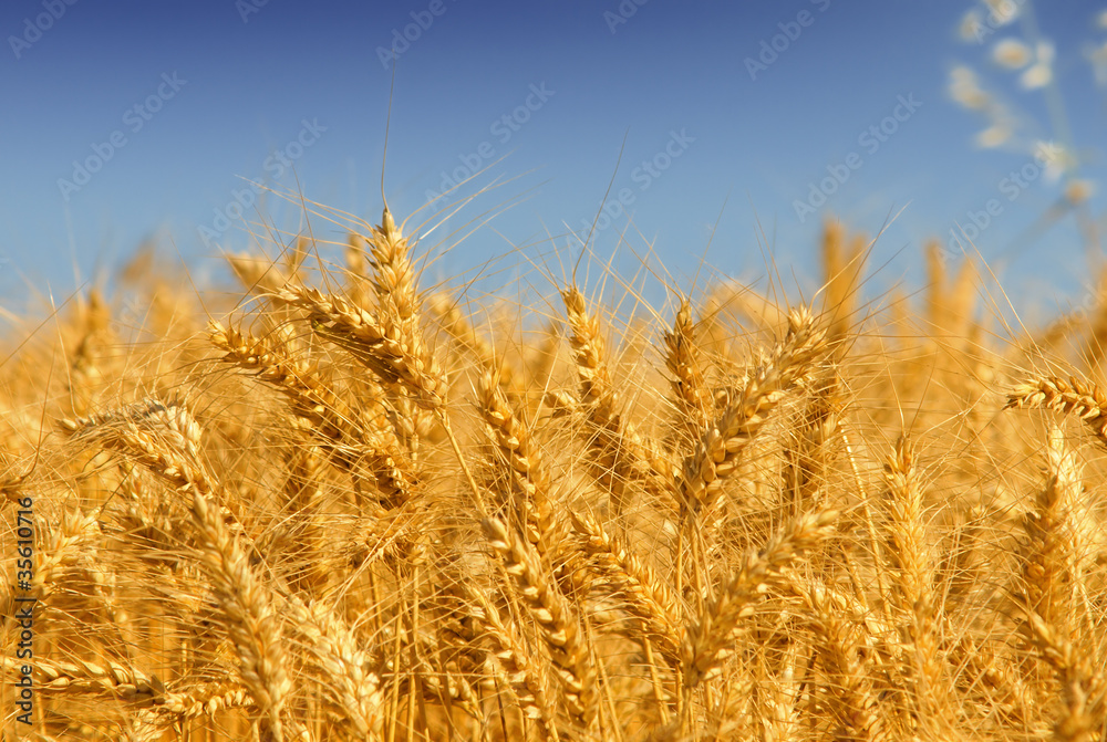 Wheat field Wheat field